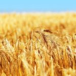 “Bề trên truyền giáo” & “Bề trên quản trị”