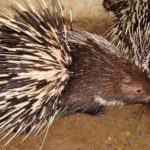 Ngộ ra từ các chú Nhím